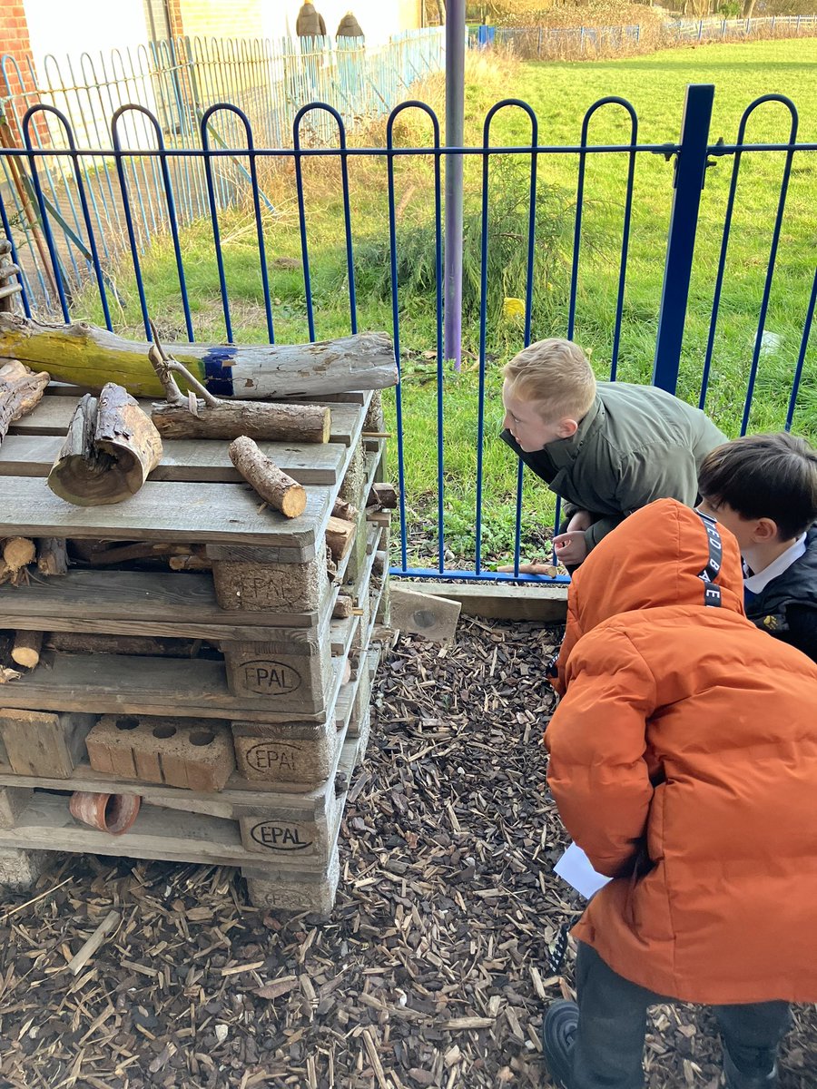 latimerprimary's tweet photo. Class AB are on a minibeast hunt. We are busy collecting data and exploring our new school garden. So many minibeasts to find 😊
#latimerscience #classAB https://t.co/sHvn1Yiqts