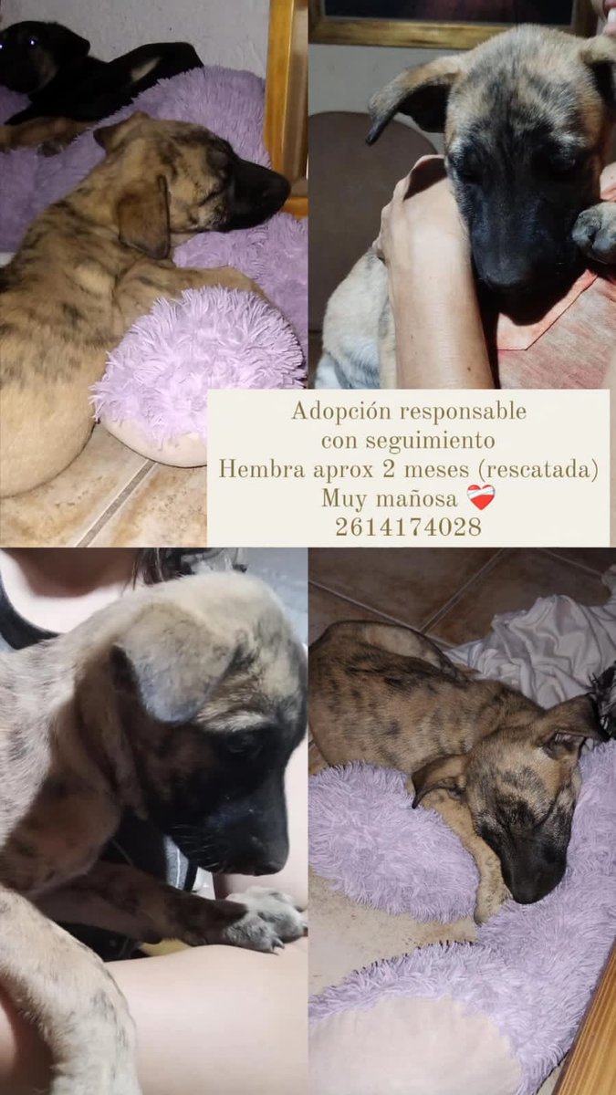 ValentinaRemy's tweet photo. Me ayudan a compartir para encontrarles casa porfiss https://t.co/L1SQiLqq7V