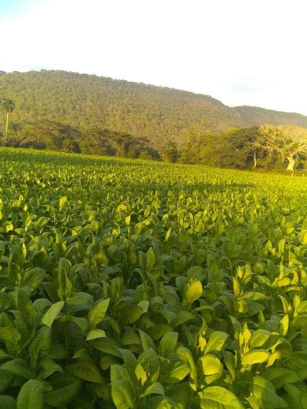 Si el hombre sirve, la tierra sirve, dijo #Marti y así lo demuestra con su excelente vega de tabaco el campesino Yalexi Chaviano asociado a la CCS Remberto  Machado municipio Manicaragua en #AnapVillaClara #JenteQueSuma #AnapCuba