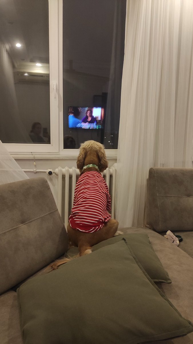 premiumdilru's tweet photo. kafası az çalıştığı için televizyonun kendisini değil cama yansımasını izliyor https://t.co/GGXwmfIEvt