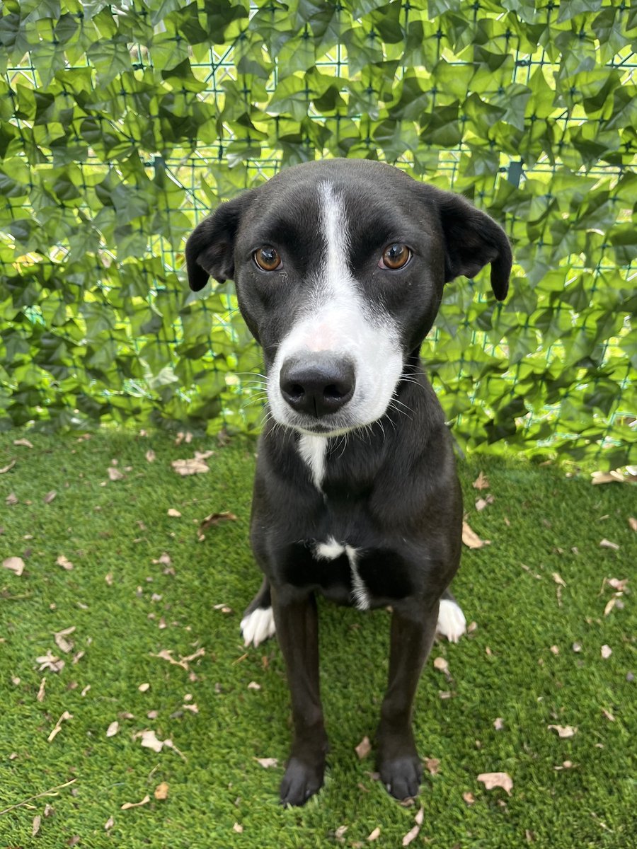 Now must tweet this pic of #Beagle sister BB. 
Borador, character and just the sweetest.  Part time supermodel. Full time sofa pillow thief and rock chewer.