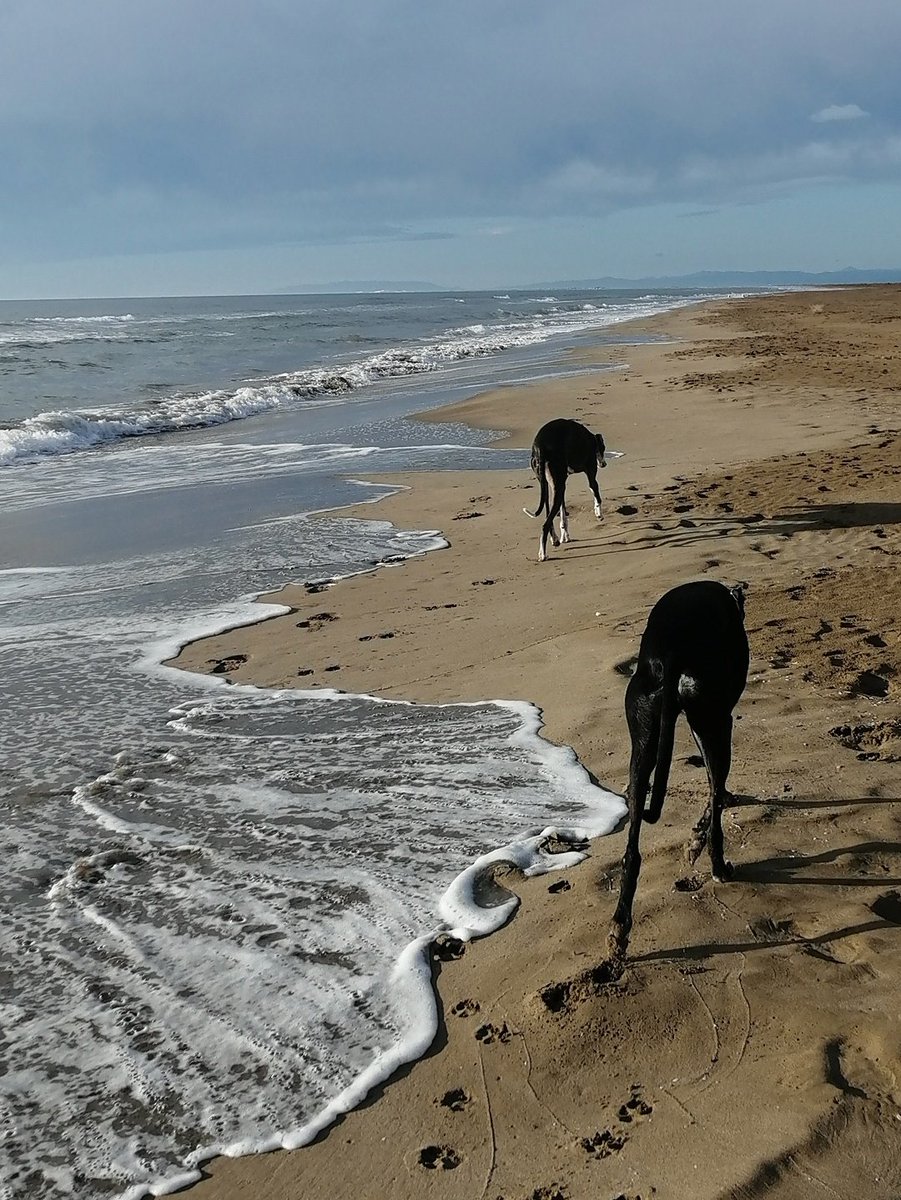 mantonieta1536's tweet photo. Miles de perros abandonados a su suerte por una ley, de "Bienestar animal", que los ha dejado desamparados en manos de galgueros y cazadores que los maltratan, asesinan o abandonan.
Hoy es el día mundial del galgo.
#DiaMundialDelGalgo
#FreeGalgos https://t.co/UGTaoJqwIb