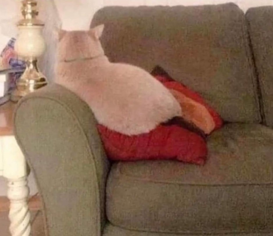 When you and your cat are fighting 😂