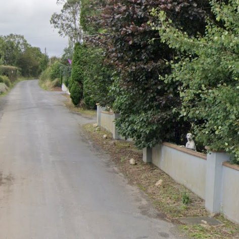 Animals of Street View (Ireland) tweet media