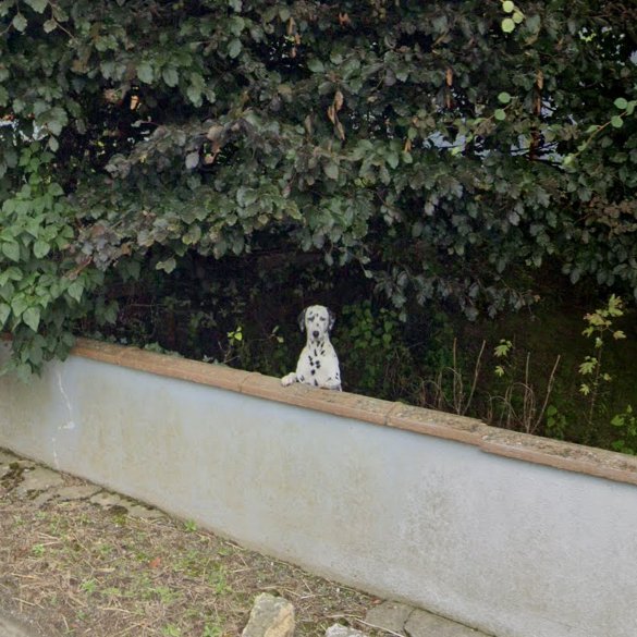 Animals of Street View (Ireland) tweet media
