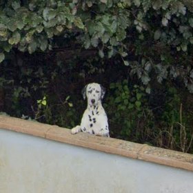 Animals of Street View (Ireland) tweet media