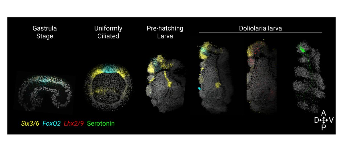 Giacomo Gattoni (@gattoni_giacomo) on Twitter photo We then optimized in situ HCR (<a href="/HCRimaging/">Molecular Instruments</a>) to test the molecular patterning of the crinoid AO. ๐งฌ We found that serotonergic neurons form in a domain co-expressing Six3/6 and FoxQ2 (from early development) and Lhx2/9 as in other echinoderms, supporting AO conservation We then optimized in situ HCR (<a href="/HCRimaging/">Molecular Instruments</a>) to test the molecular patterning of the crinoid AO. ๐งฌ We found that serotonergic neurons form in a domain co-expressing Six3/6 and FoxQ2 (from early development) and Lhx2/9 as in other echinoderms, supporting AO conservation