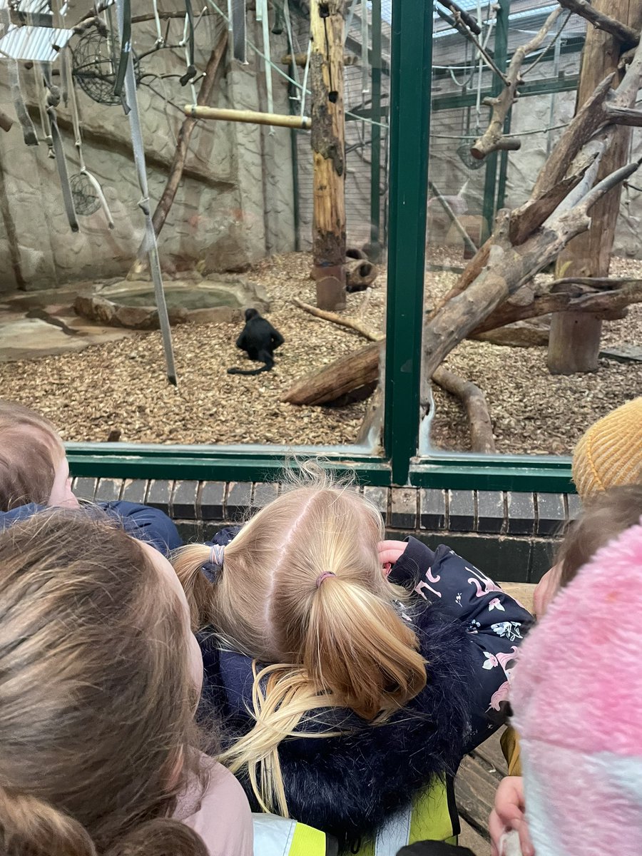 We have had the BEST time at the zoo! We have seen so many animals and had such a busy day🤩🐒🐯🐘💙
There are a lot of tired children after this trip!💤 <a href="/BarntonMrsF/">Mrs Fisher</a> <a href="/BarntonMissR/">Miss Rutter</a> <a href="/BarntonMrsL/">Alison Lawson</a>