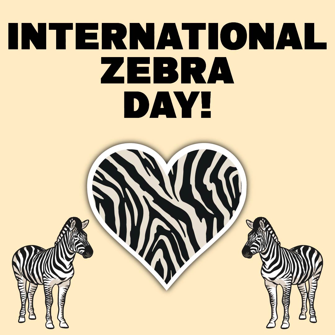 Stripes in the spotlight! Celebrating National Zebra Day with love and admiration for these magnificent creatures. Let's embrace their uniqueness and protect their wild beauty. Every stripe counts! #NationalZebraDay #WildAndWonderful #conservationiskey
amzn.to/49lUfE5