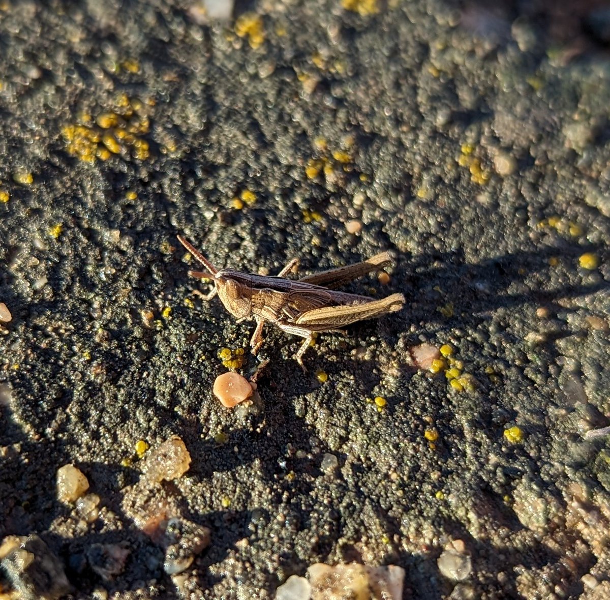 Saw two of these in South Central Sask yesterday January 31 at +15C. Curious if <a href="/DanJohnsonAB/">Dan Johnson</a> has any thoughts about grasshoppers hatching in January! 😳 Native species?