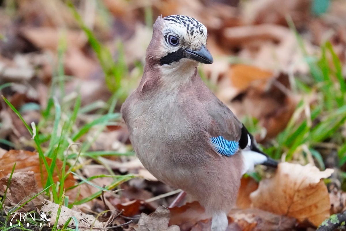 Always a delight tobhave an encouter with the Eurasian Jay at Roundhay park @ForpLeeds #jay #Crow #wildlifephotography #wildlife #Autumn #AutumnVibes #birds #nature @LeedsParks #LEEDS