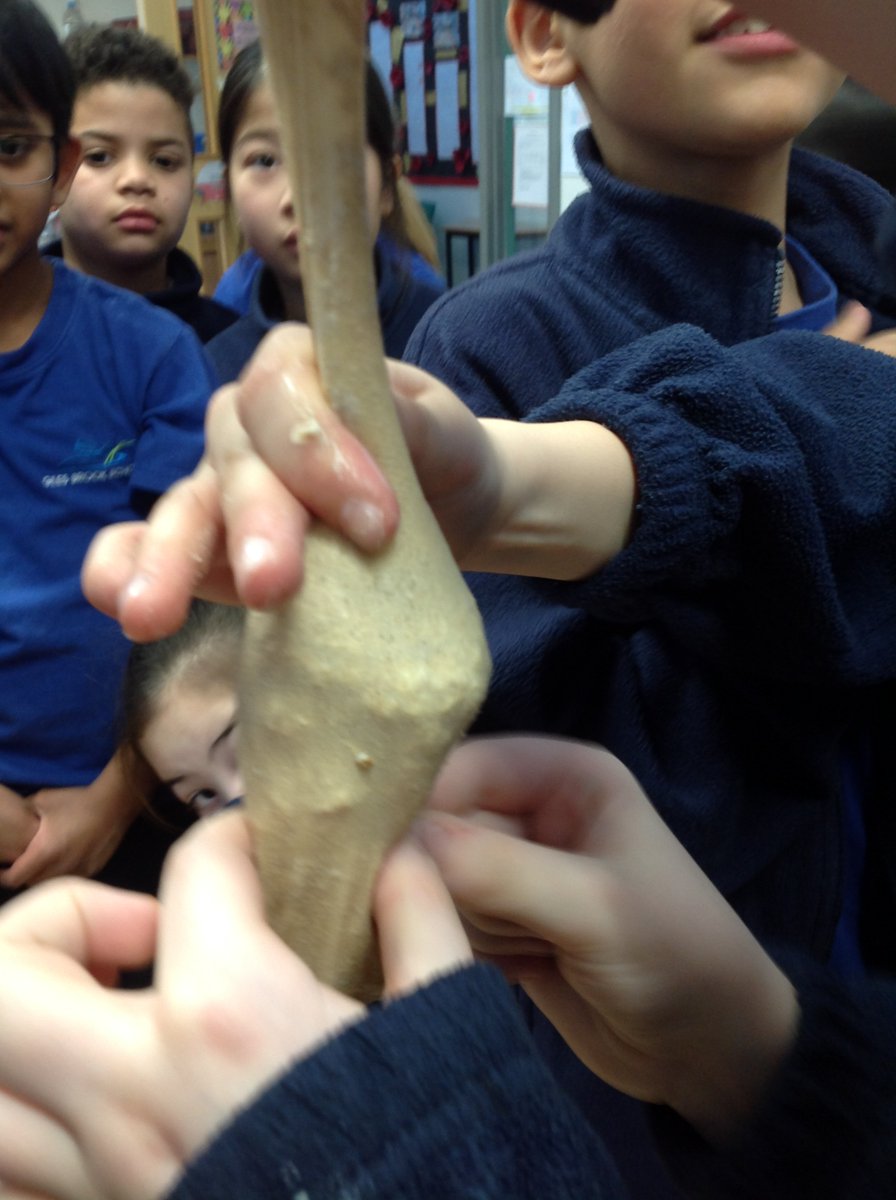 In Science today, Birch class were very excited about recreating the digestive system using crackers, porridge, water, vinegar and tights for the final part! How fun! #GBS4Science