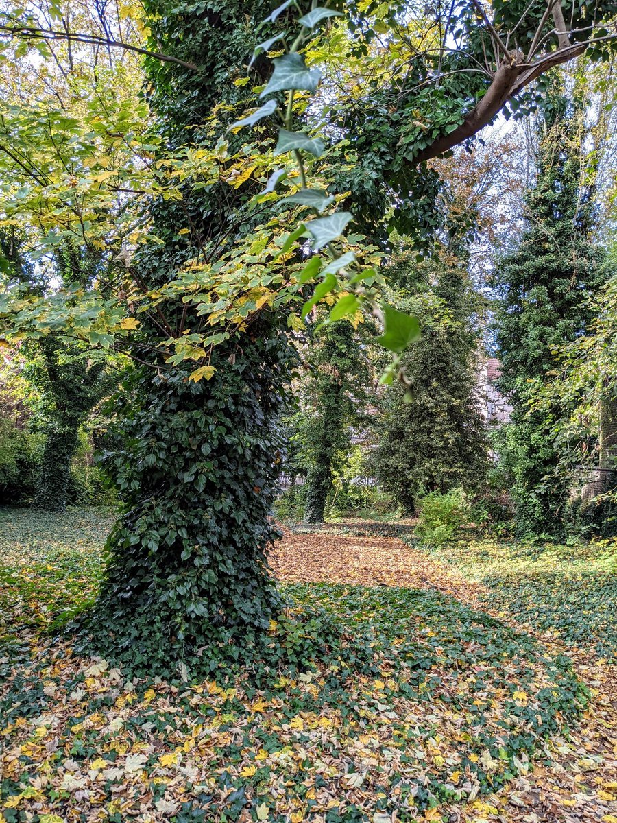 goodclimate's tweet photo. Today, the Brussels region approved the destruction of all of these trees in this, the last large private garden in the Squares district. It could have become a small park attached to the Brussels City annex a few doors away. Instead it will be flats and parking. https://t.co/zSLtdkrwws
