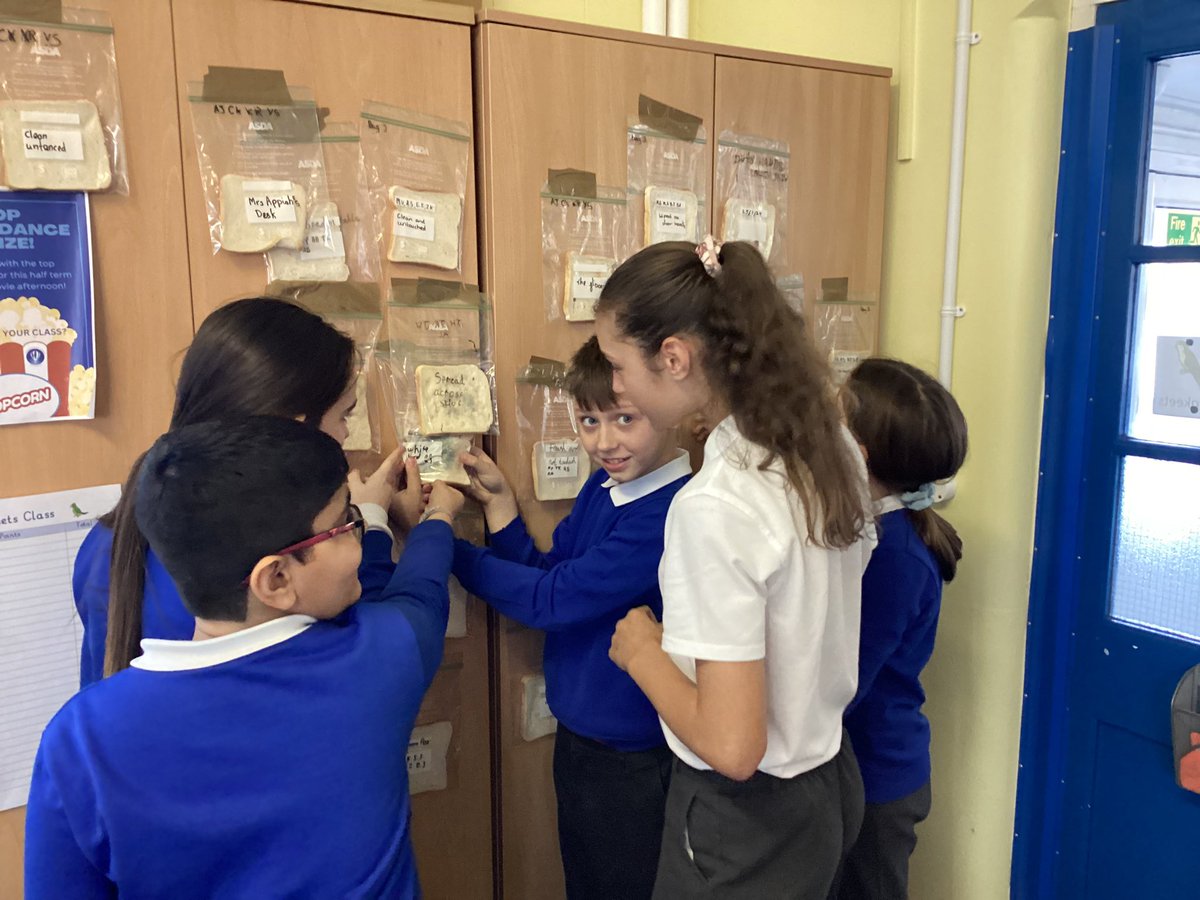 PelhamYear6's tweet photo. A week after the investigation and the children are fascinated by the mould on the bread😱😱😄 #Scientists😁#ObservationOverTime #Science @PelhamPrimary_ @trustilluminate 🔬🧬⚗️🔭 https://t.co/m3raNsLPWq