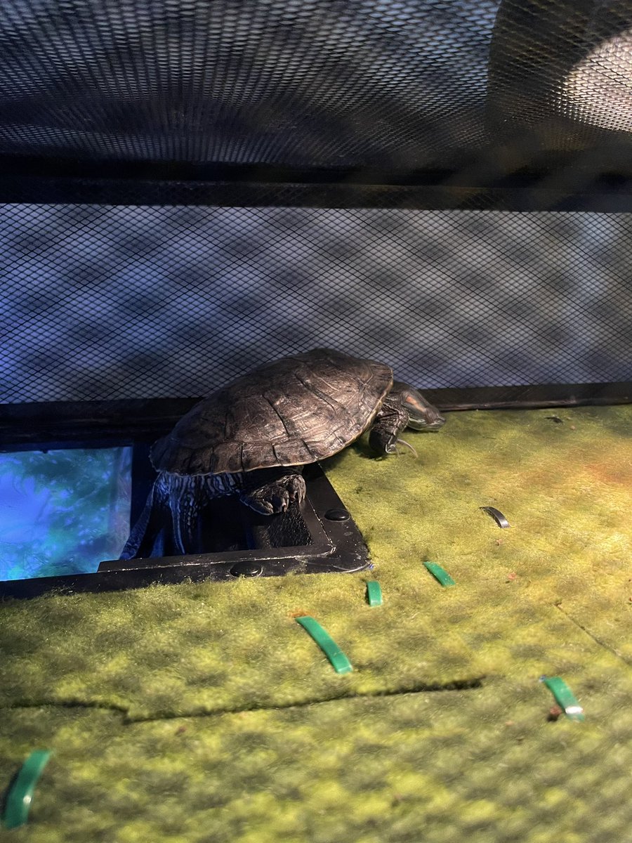 MzDreadH3ad's tweet photo. This nigga sleep like he worked a double shift! ☺️😭🥰🐢 #TurtleMom https://t.co/BOrQqLMtvO
