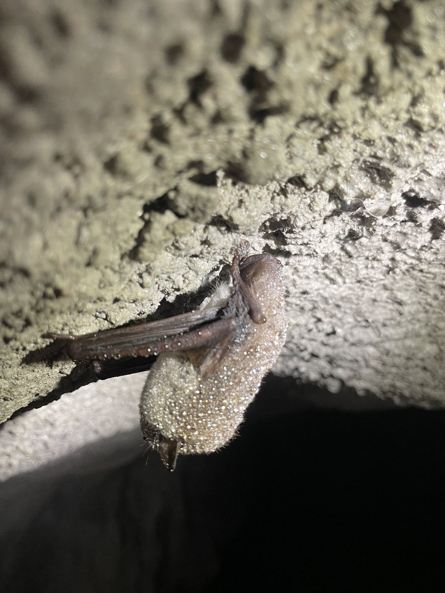 Bats are a part of urban wildlife. These northern and Daubenton's bats are hibernating in the underground structures of @helsinki Our member, @TanyaTroitsky, studies the structure of the skin microbiome in hibernating bats. Cool stuff! 🥶@LifeSciHelsinki @luomus