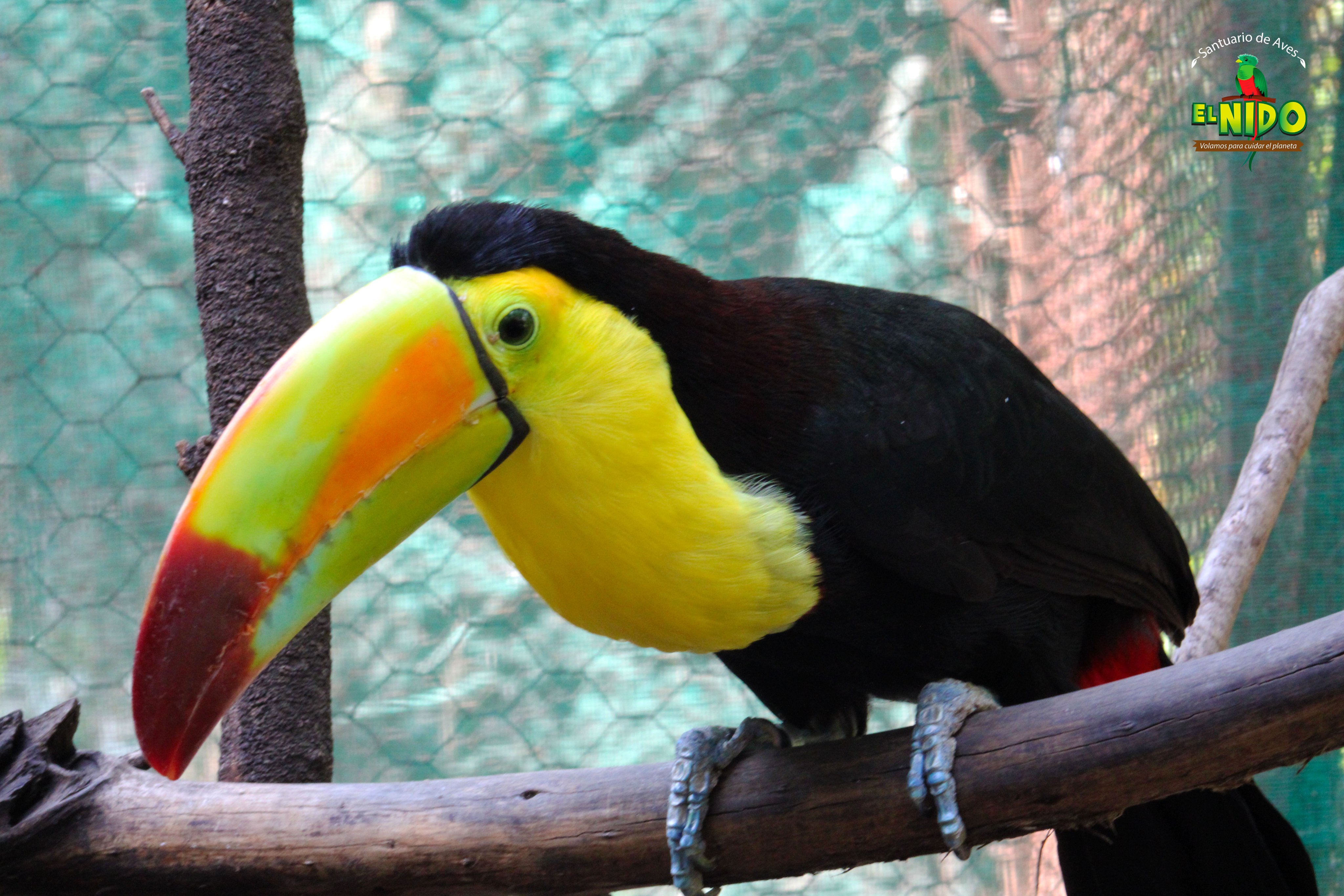 Santuario El Nido (@santuarioelnido) / X