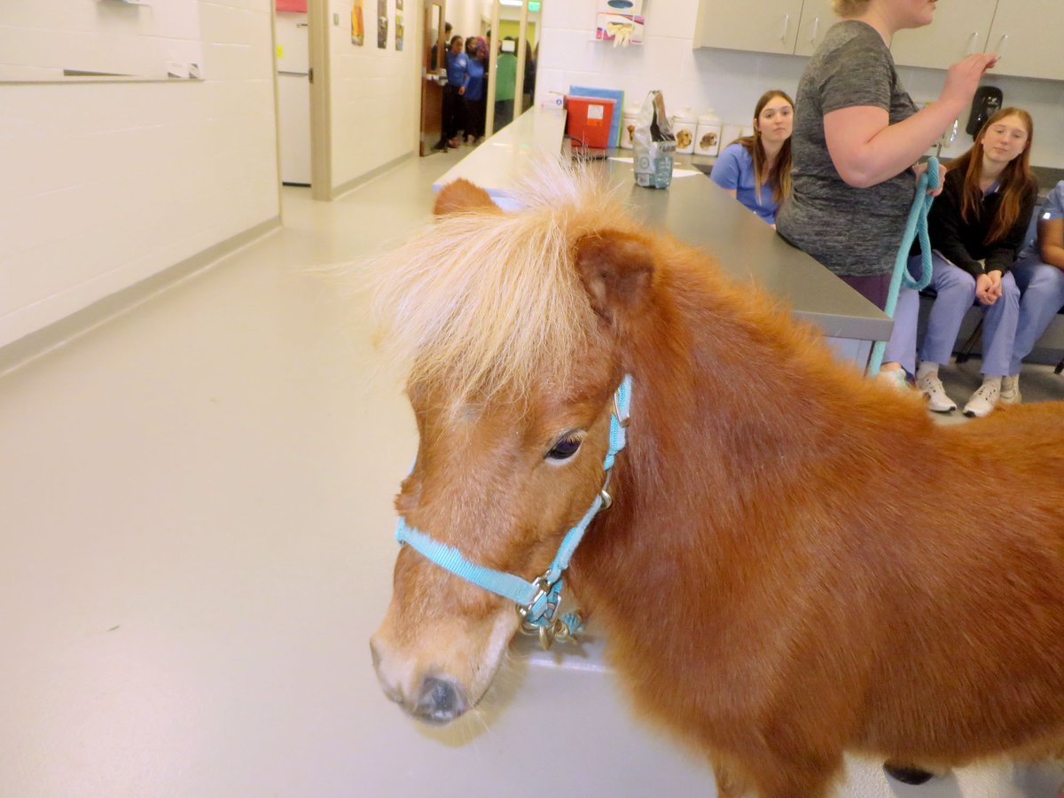 Let's talk a 'bit' about the unbridled joy at the ACE Center at Hermitage when people saw a miniature HORSE in the halls!! Owner Tina Brummit Silva wasn't trying to stirrup trouble! Her mane purpose was to introduce vet students to 'Muffin' — a therapy horse, to boot!