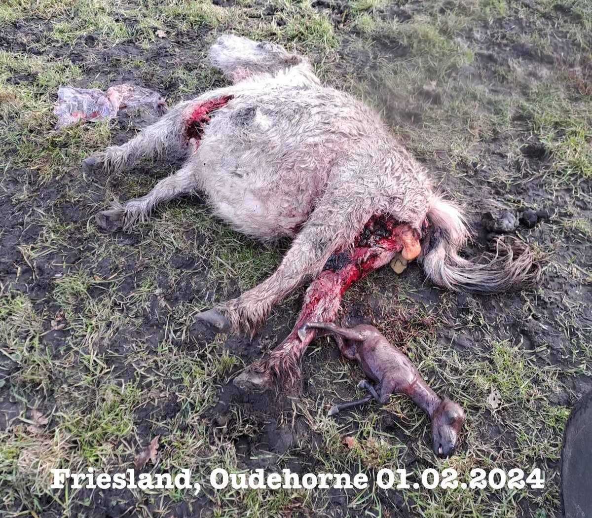 PlatformWeN's tweet photo. 01-02-2024 #Oudehorne. R.I.P. Witje en haar ongeboren veulen
Wolven maakte in de nacht naar 1 februari een einde aan haar leven, dat van haar ongeboren veulen en meerdere schapen.
In dezelfde nacht zijn nog 2 andere aanvallen uitgevoerd in het territorium van de DFW-roedel. https://t.co/eTDTm1hc76