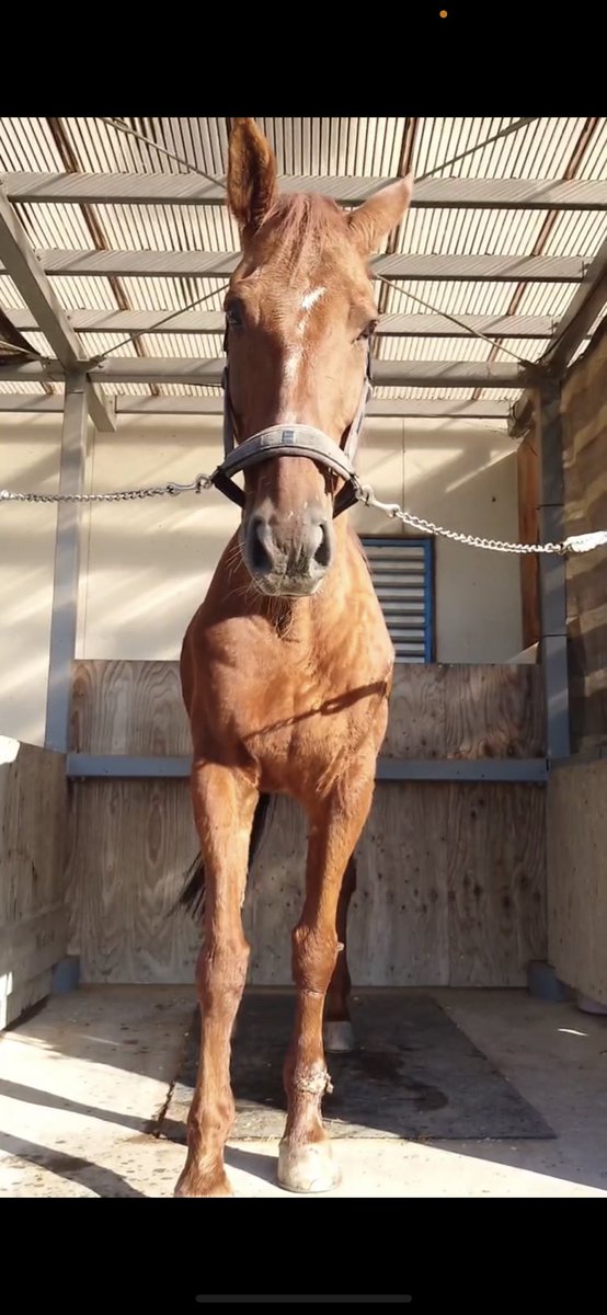 最近これからについて考えることが多くて
自分の中で幸せってなんだろうなあ
を考える機会が増えました

･朝起きるのがキツイのと夜8:00-仕事したい欲があるので時間自由な体系
･ここに行きたい！って急に思って30分後には向い始めてるから場所関係なく働けるとこがいい
･馬と戯れてる時間