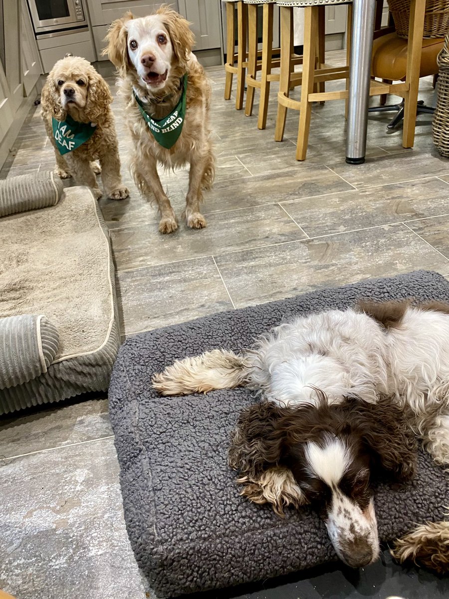 SpanielsSuper's tweet image. There’s a bit of a queue for the bed in front of the fire 🔥 

Mo’s settled  there for the afternoon 

#WarmAndCosy 
#FormAnOrderlyQueue