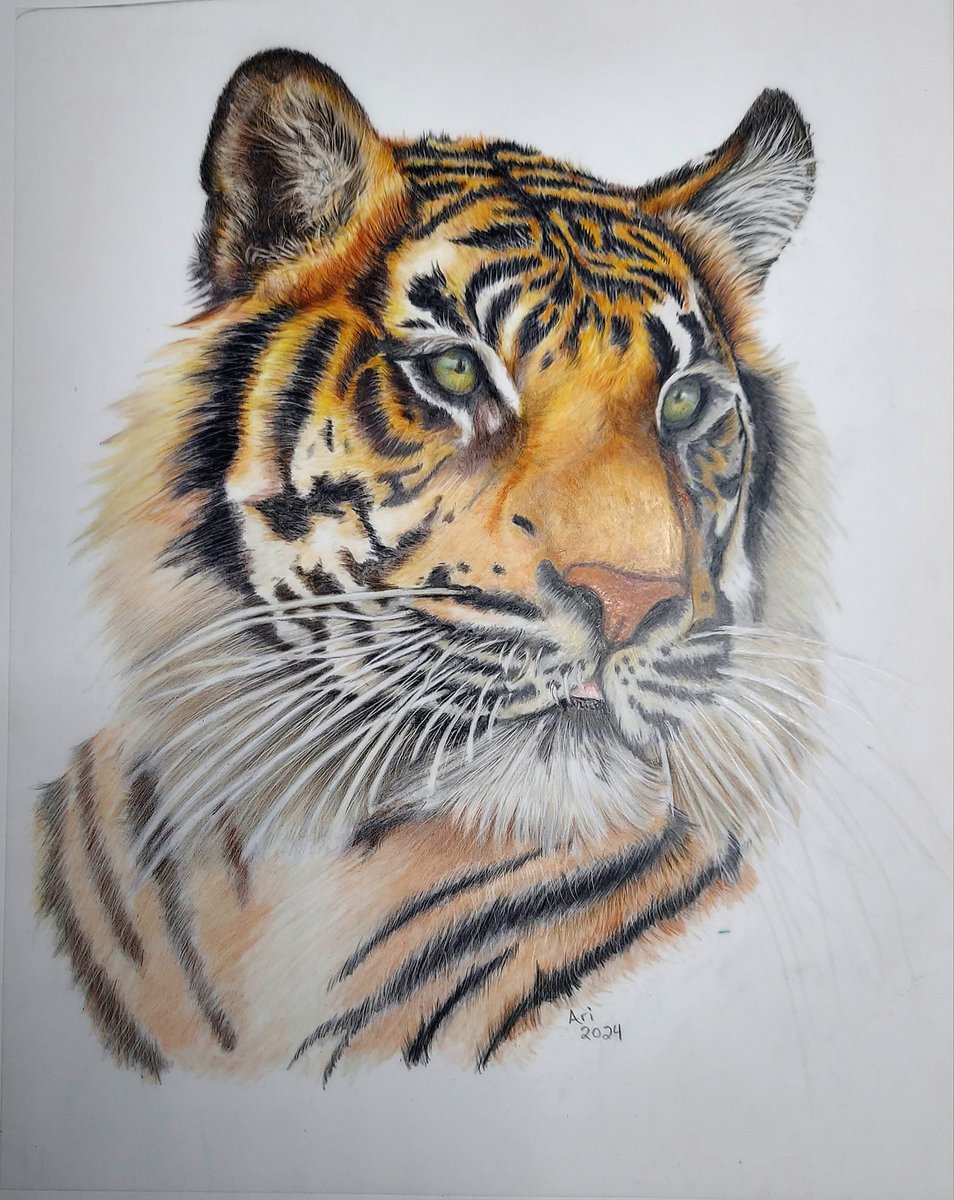 Finished this tiger a little while ago.  Pretty proud of him.  

Polychromos on drafting film.