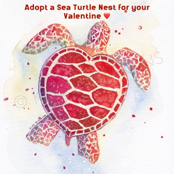 Love is in the air! ❤️ Adopt a sea turtle nest for your Valentine at savetheseaturtle.org/AdoptSeaTurtle/

#seaturtle #education #awareness #protection #savetheseaturtles #seaturtlelove #extinctionisforever #NSTSTF #valentinesday2024