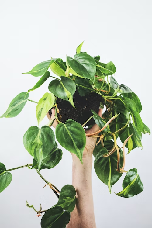 EmotionXpert's tweet photo. Gabby Philodendron
Presenting the Gabby Philodendron, an energetic and strong plant that adds a bit of lavish vegetation to any space. Investigate its excellence and advantages at https://t.co/phLvdEFxOK.
#PlantHealth #GardeningTwitter #gardening https://t.co/tR4StVo9D2