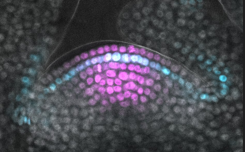 A new study from the Mittelsten Scheid group unveils a genomic battle between plant stem cells and transposons. The findings are published in The Plant Cell. doi.org/10.1093/plcell…