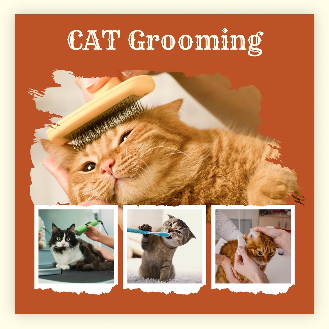 PetsLoverGuide's tweet image. Hello #cat friends! Let&apos;s make our kitties look cute🐱✨
◾Gently brush your cat&apos;s fur to keep it smooth and clean.
◾After a bath, use a soft towel to dry your cat. Be gentle.
◾Trim your cat&apos;s nails carefully.
◾Look at your cat&apos;s ears. If they look dirty, clean them gently.