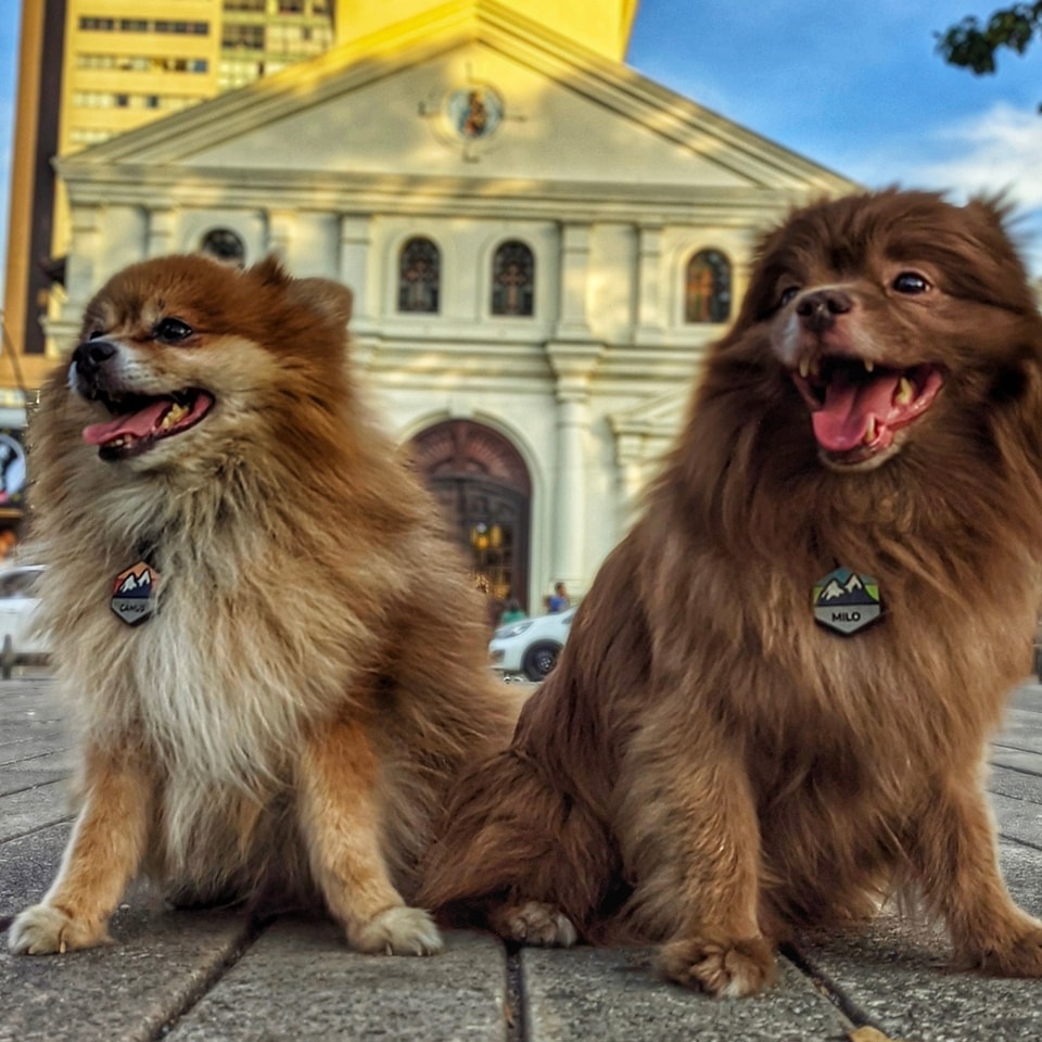 Riclargo's tweet image. Si usted vive en Colombia y tiene mascotas, esta información le interesa:

Desde hace unos años se volvió muy común ver en conjuntos cerrados avisos que prohíben el ingreso y permanencia de mascotas en zonas comunes 🚫🐱🐶