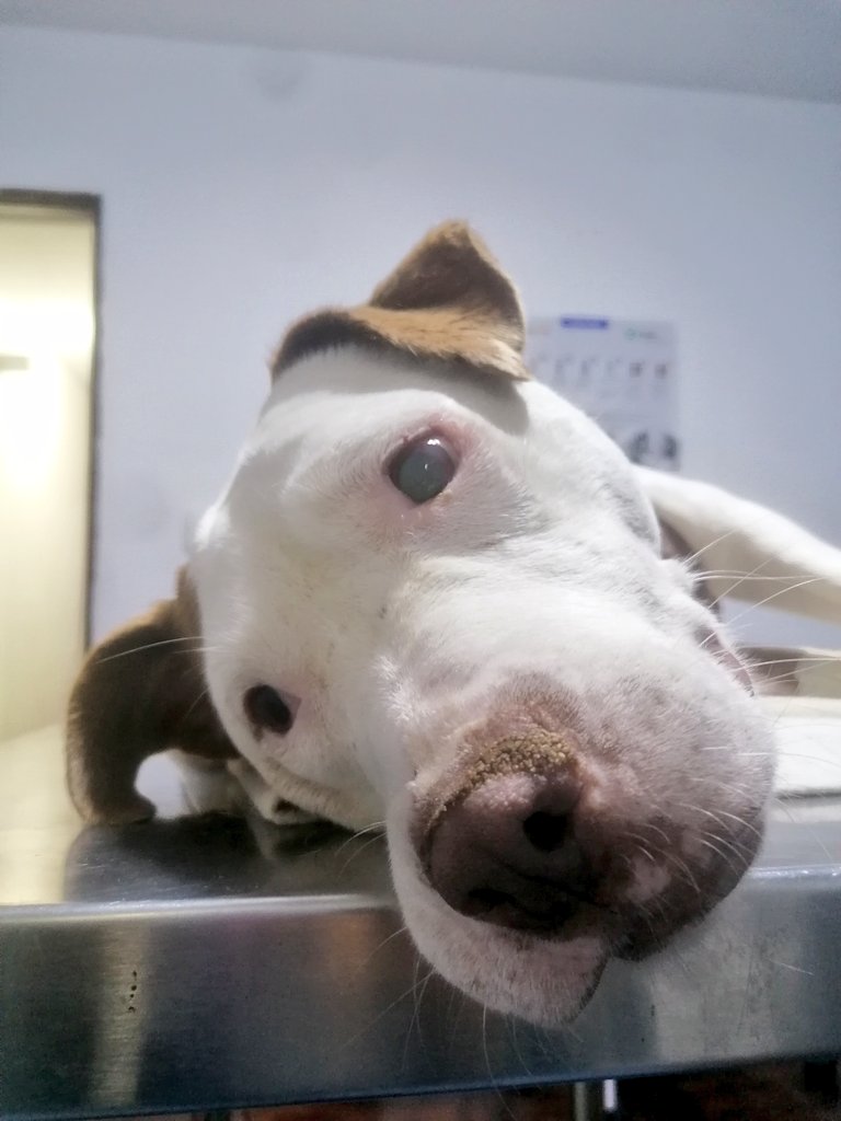 _arlettesalazar's tweet photo. Nadie ofreció temporal a Gordita😖💔
Está internada, fue operada para retirarle sus clavos, recibió tto inyectable. Hoy es su evaluación y primera fisioterapia s/220
AYUDEMOS A QUE PUEDA VOLVER A RECUPERAR LA MOVILIDAD DE SU PATITA🙏🏼😖
🆘Yape/plin 934 962 128 Jaquelyn Salazar #RT https://t.co/CPEwtWN4lB