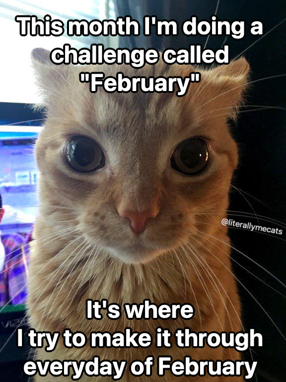LiterallyMeCats (@literallymecats) on Twitter photo 