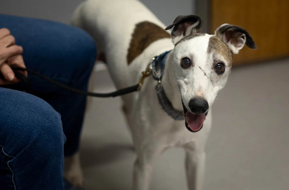 celinehalioua's tweet photo. The first dog in our pivotal lifespan extension study STAY has been dosed - meet Boo the whippet! 

The study will be over 1,000 dogs, 55 clinical sites, about 4 years --> afaik, this is one of the largest animal health clinical trials ever run, even by the pharmas (!) https://t.co/0d4MyiYgia
