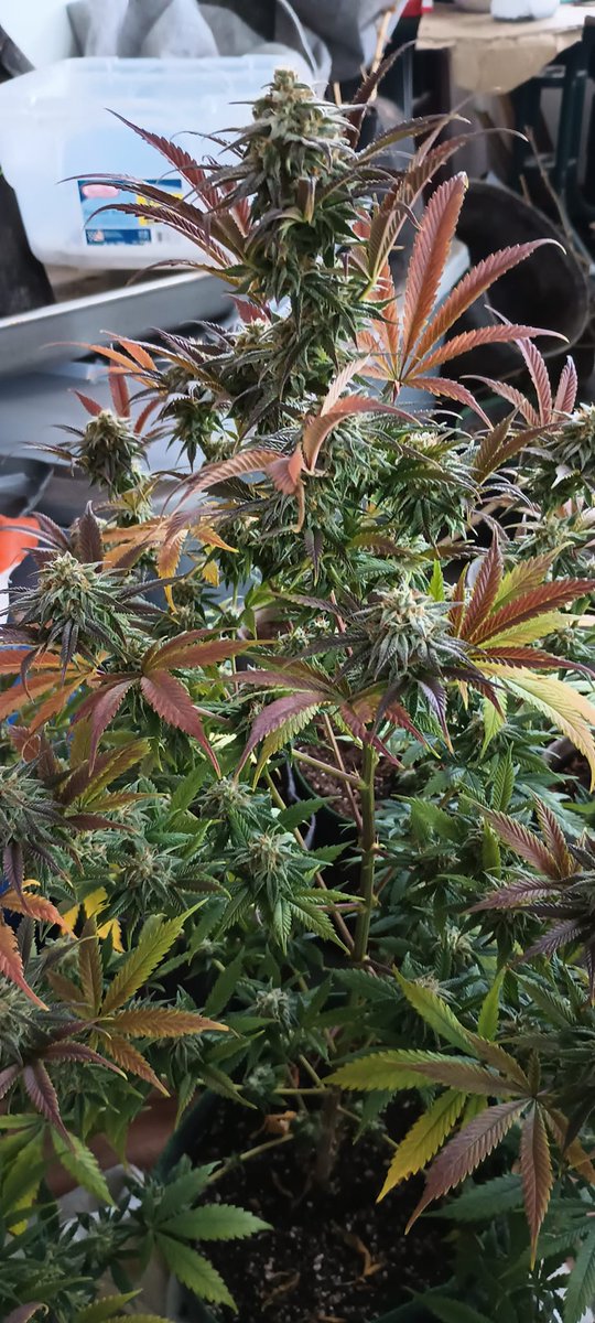 🌊North Coast Genetics tweet media