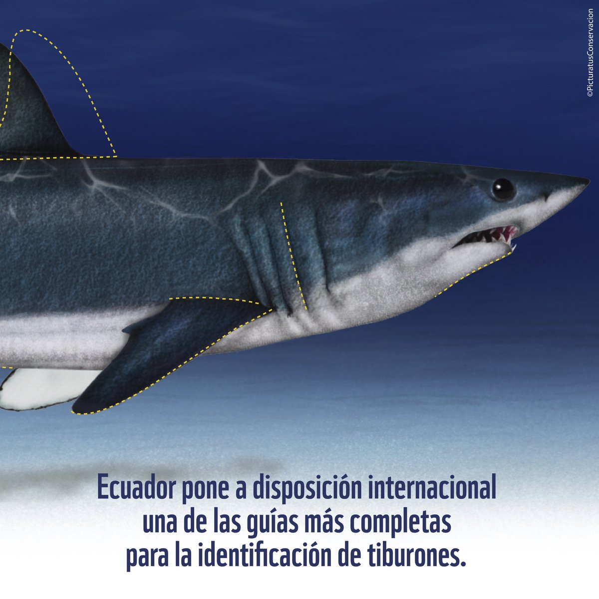 WWF Ecuador tweet media