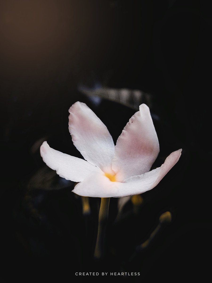 Relatoid's tweet photo. Guess the name of this flower 🫶
#Flowers #nature #photography #NatureBeauty #realmeX #mobilephotography #realme12ProSeries5G #ContestAlert #stufflistingsarmy https://t.co/nz22NpOx2o