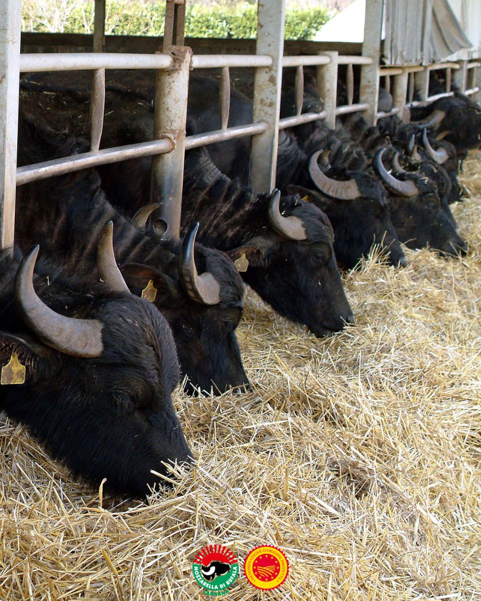 mozzarella_dop's tweet image. La scuola di formazione del Consorzio organizza un nuovo corso dedicato agli allevatori. La qualità del l#atte e la salute mammaria della #Bufala mediterranea italiana saranno il centro della giornata formativa in programma il prossimo 28 Febbraio nella sede del #Consorzio.