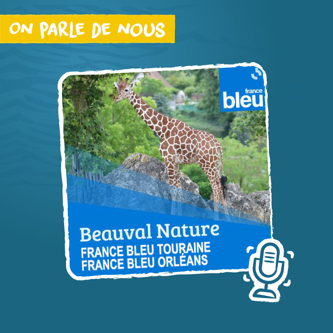 💬 Depuis septembre 2023, le ZooParc de Beauval et #BeauvalNature sont à l’honneur dans les chroniques radio de @FBTouraine et @FBOrleans. Rendez-vous tous les dimanches pour écouter la suite des chroniques ! Diffusion prévue jusqu’à l’été... 😉📻 francebleu.fr/emissions/beau…