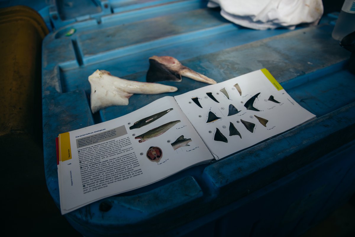 WWF Ecuador tweet media