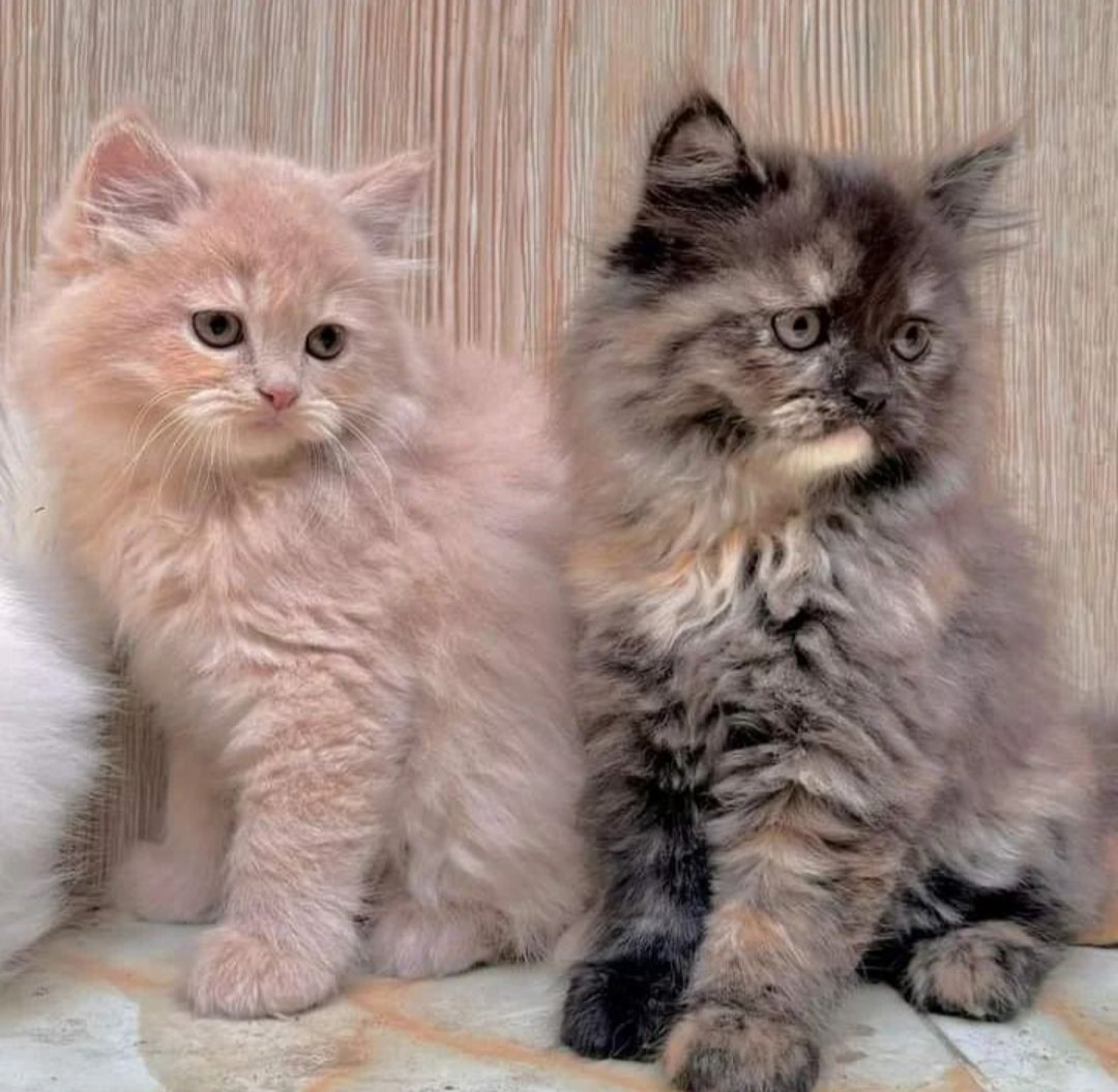 CatsLovesusa's tweet photo. Great photographs 🥰 https://t.co/LH0ykmN4xu