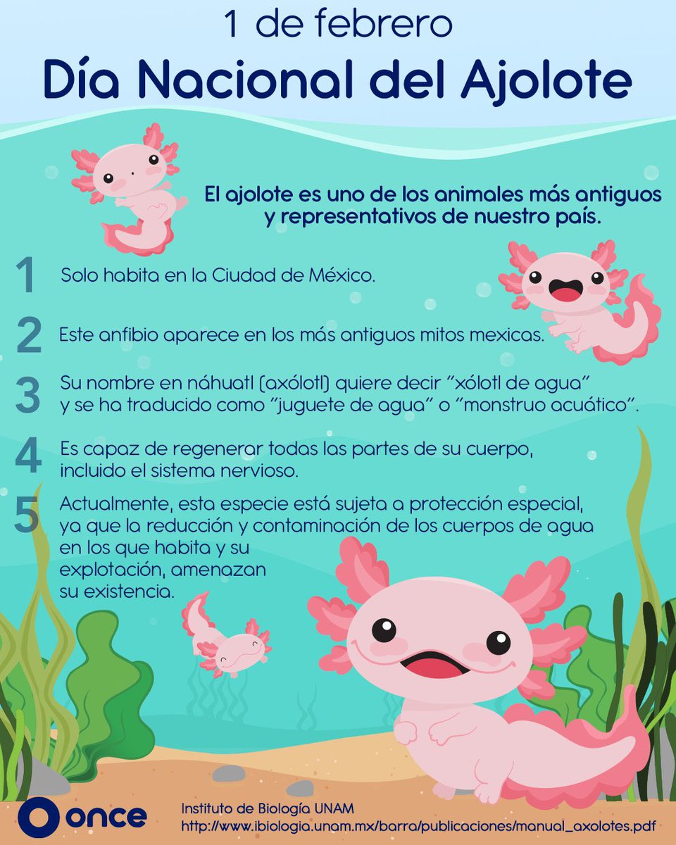 Hoy 1ro de febrero le toca al #Ajolote celebrar su día y, para festejar, Aquí te dejo unos datos curiosos sobre estos increíbles animales ❤️ Recuerda la importancia de su cuidado y preservación.