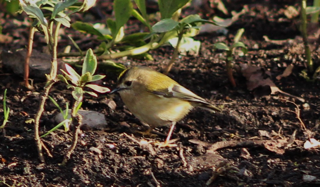 TGOJM1's tweet photo. Our smallest bird, the Goldcrest. This one was in Rodney gardens, Perth #beautifulperth https://t.co/fbR56a2FOW