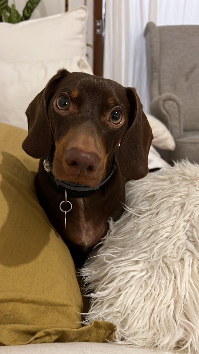 sofitaherrera_'s tweet photo. @SoyVete Otto🐾 https://t.co/d0ax27gVX9