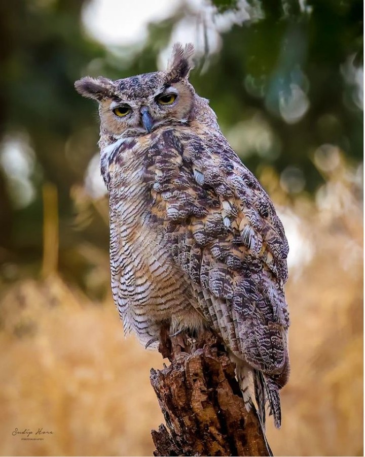 TriValleyConser's tweet photo. The Great Horned Owl, California's second-largest owl, has a 4.6-foot wingspan! 🦉 

They are fiercely territorial, claiming up to 1 square mile of habitat. Listen for their deep hooting – it's their way of saying, "You're on my turf now!"

📸: sudiphore on Instagram https://t.co/OWTM17ZFSw