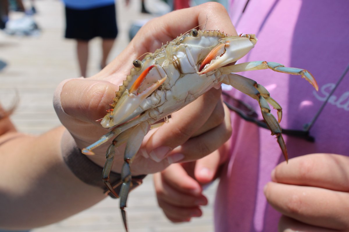 Dauphin Island Sea Lab tweet media