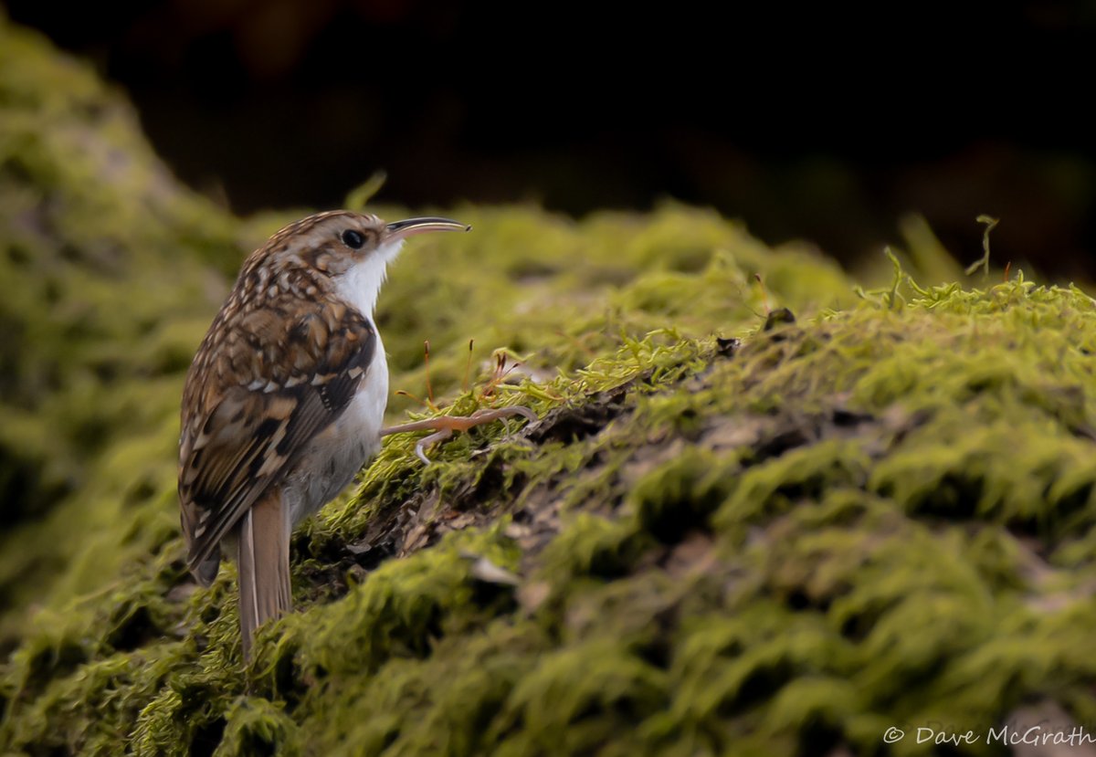 A flying visit to the beautiful #Cotswolds 27/1/24 #GreatSpottedWoodpecker #Nuthatch #Treecreeper