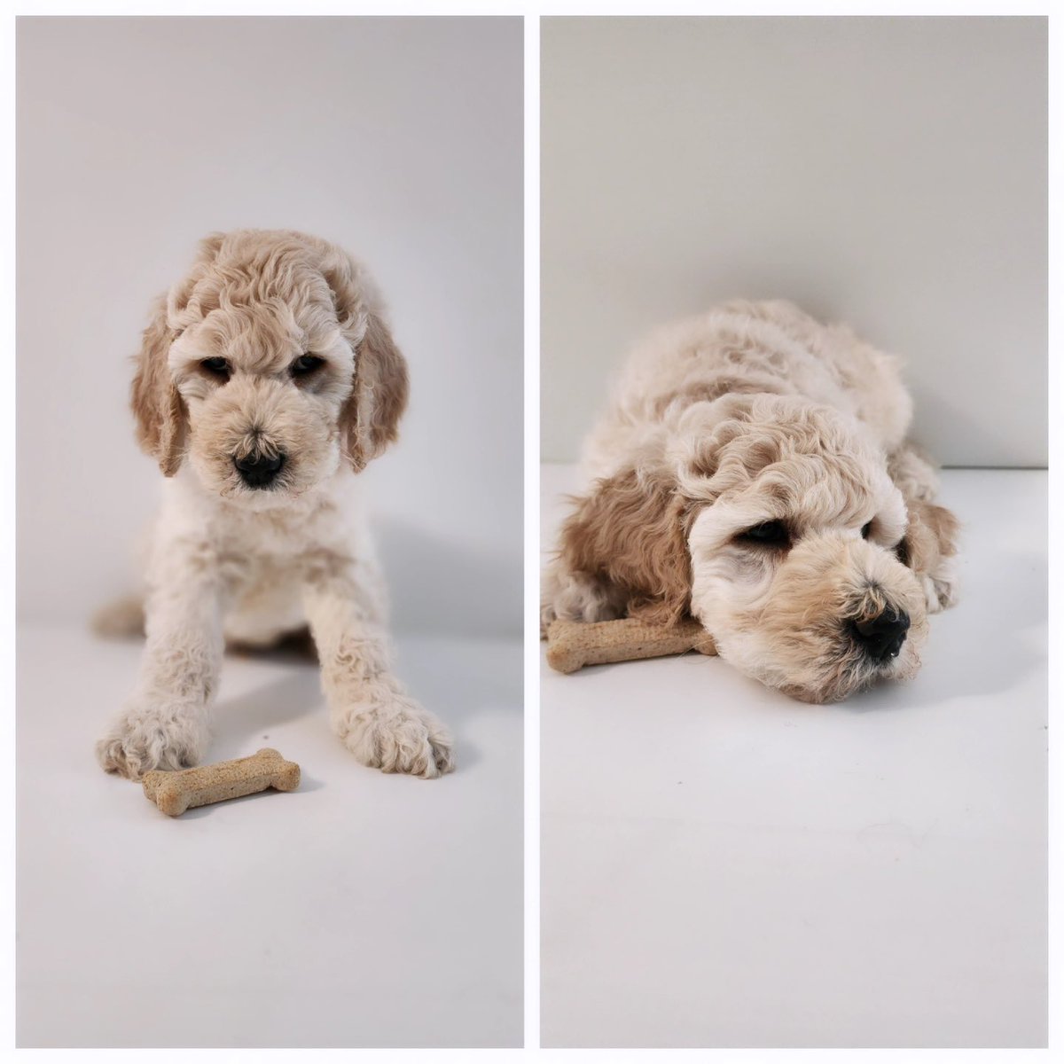 AnakinL19's tweet photo. Poodle puppies for sale, NC.
AKC Registered 2 Red and 2 Cream
All Males
Dm for pricing https://t.co/J3F80lj2q0