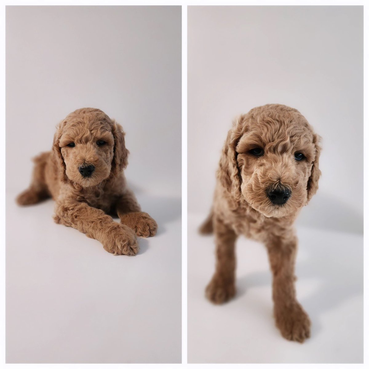 AnakinL19's tweet photo. Poodle puppies for sale, NC.
AKC Registered 2 Red and 2 Cream
All Males
Dm for pricing https://t.co/J3F80lj2q0