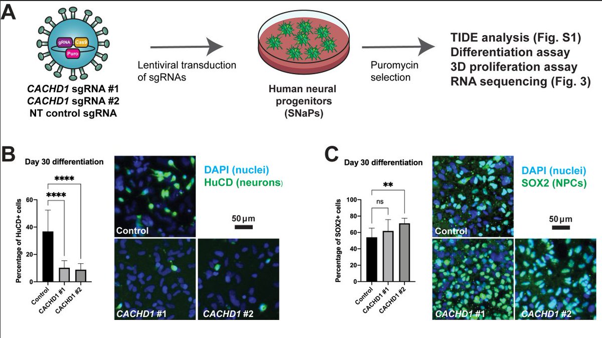 Is CACHD1 a contributor to human brain and craniofacial development? Biallelic LOF variants in CACHD1 cause a #neurodevelopmental disorder with dysmorphism & congenital anomalies bit.ly/3w4b8os @mfwellslab